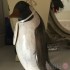 Emperor Penguin - Painted - Glancing Left