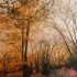 Card - Abundance of Autumn Colour
