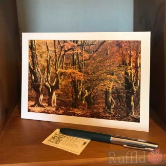 Card - Ancient Beech Trees in Autumn