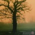 Card - Oak in the Fog