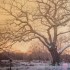Card - Sunset in Wintry Woods